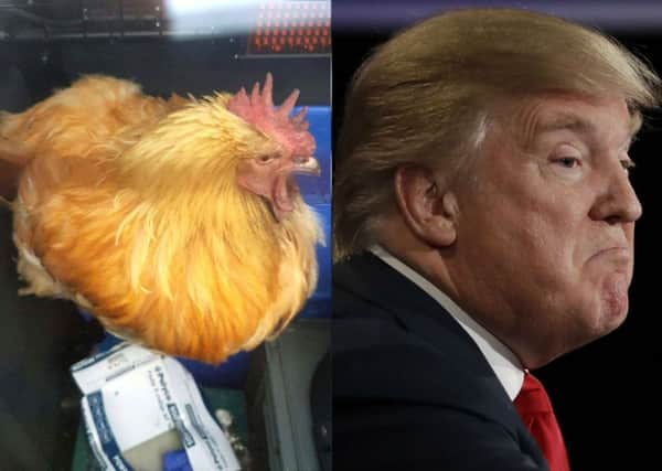The chicken that crossed the road, and Donald Trump