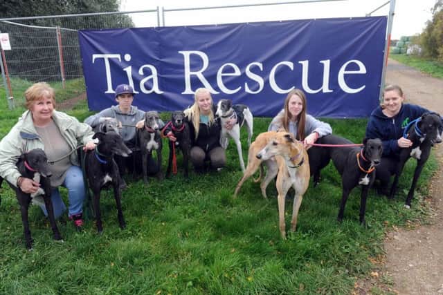Tia Dog Rescue nr Doncaster
Staff walking with the former greyhounds
oct 2016