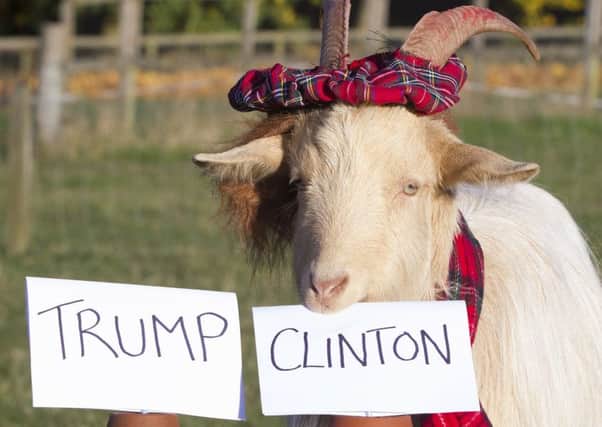 Boots the psychic goat predicts the results of the US Presidential election, with Hillary Clinton being his choice to win. Donald Trump is a deeply unpopular man with many Scots but it appears he's not a favourite of animals either, after a fortune-telling goat predicted he will lose the US presidential election. See Centre Press story CPGOAT; Boots the goat, decked out in a See You Jimmy hat and tartan scarf, also predicted England to defeat Scotland in their upcoming match at Wembley next week.  It is the latest in a line of predictions that has saw Boots, who lives on a farm near Jedburgh, Roxburghshire, become famous throughout Britain.  The three-year-old pedigree Golden Guernsey goat has shot to fame predicting the futures of fans at shows around the country.  And he made the headlines earlier this year when he correctly predicted the outcome of the vote on Britain's membership of the European Union. So it may come as a relief to some that he fancies Hillary Clinton to finish ahead of Trump in next week