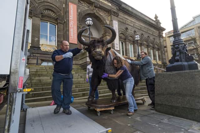 Staff from Leeds City Museum, have been forced to empty one of their collections containing a Tibetan Yak, Giant Panda, Polar Bear, Northern Bluefin Tuna, Great Green Macaw, Kakapo and other items due to a moth infestation. Picture by James Hardisty.