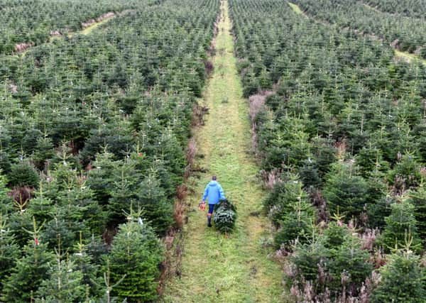 The first of quarter of a million real Christmas trees destined for sale in B&Q stores across the UK are cut by grower Magnus Sinclair in Ellon, Aberdeenshire.