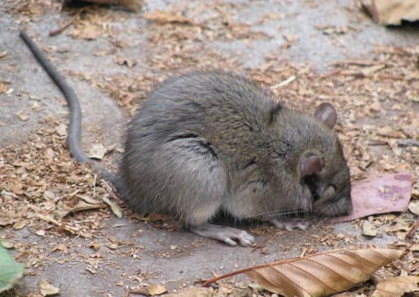 Is your home rat proof?