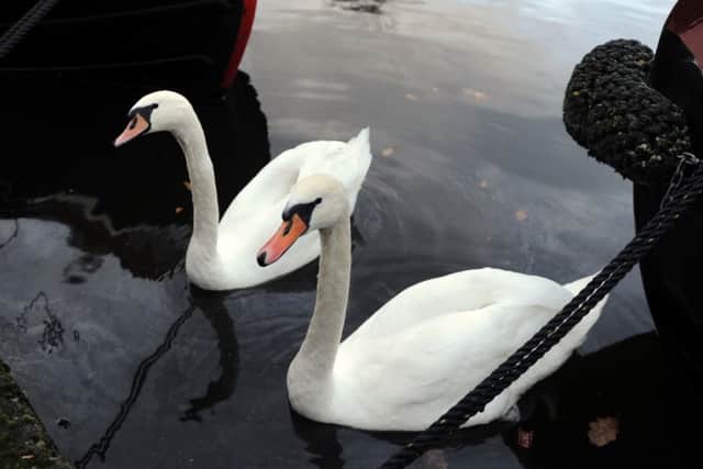 Trevor Wyatt and Andy Smith have major concerns about diesel pollution on stretch of Calder and Hebble Canal at Wakefield. Pictured swans swimming in the polution.
8th December 2016.
Picture : Jonathan Gawthorpe