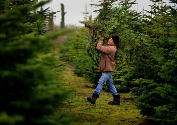 GRASS ROOTS: Woodman Paul Crutchley  carries a cut Christmas tree  from the Scampston Estate near Malton  ready for selling . PIC: Gary Longbottom