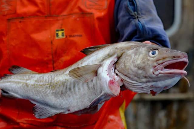 A fisherman holding a freshly caught cod, as chip shop favourites such as cod, haddock and sole can be caught in greater numbers in UK waters after ministers secured a new deal. (Photo: PA)