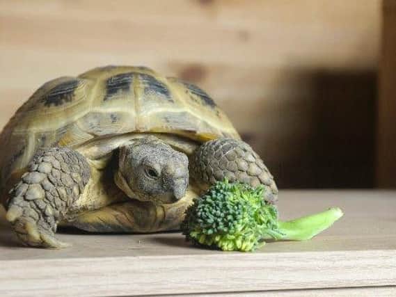A tortoise (file image)