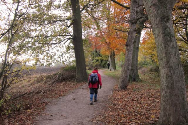 Walking through the wood on the way from Barrowby Lane to the M1.