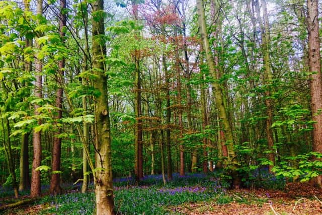 Reader picWoods at Newmiller DamDebby Pickeringdebby.p@hotmail.co.uk