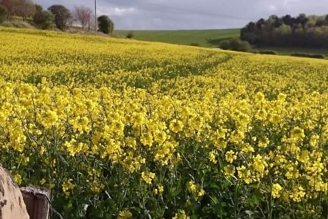 I'm attaching a photo of fields near Crigglestone,  West Yorkshire for consideration as picture of the day.RegardsCatherine RuaneSent from my Sony Xperia Z1 Compact on O2