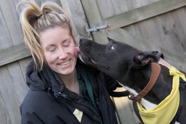 Freddie, a lurcher, with carer Suzie Douglas