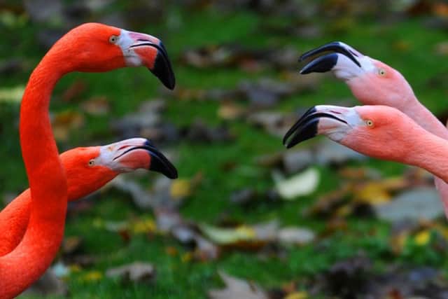 Lotherton Hall Bird Garden. Picture : Jonathan Gawthorpe