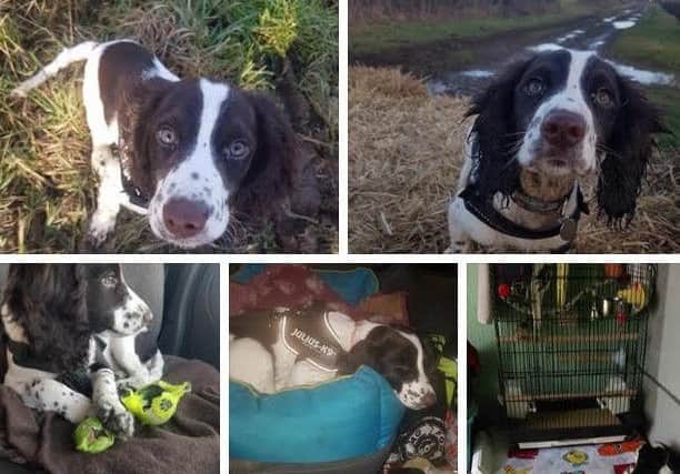 Pictures of puppy Ena shared in social media appeals.