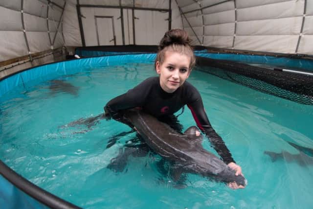 Date: 24th January 2017.
Picture James Hardisty.
KC Caviar, based near Leeds, West Yorkshire. Pictured Megan Babicz, aged 15, holding a sturgeon fish.