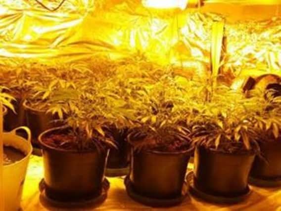 Police seized 14 cannabis plants from a property in Bramley.