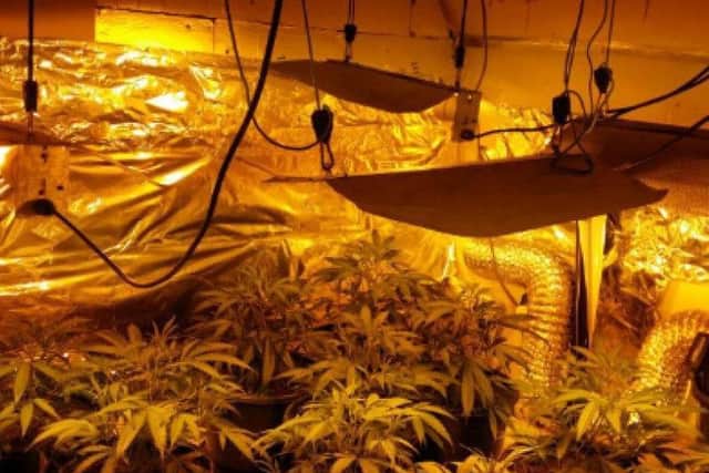 A man was charged with producing cannabis after plants were found at a property in Bramley.