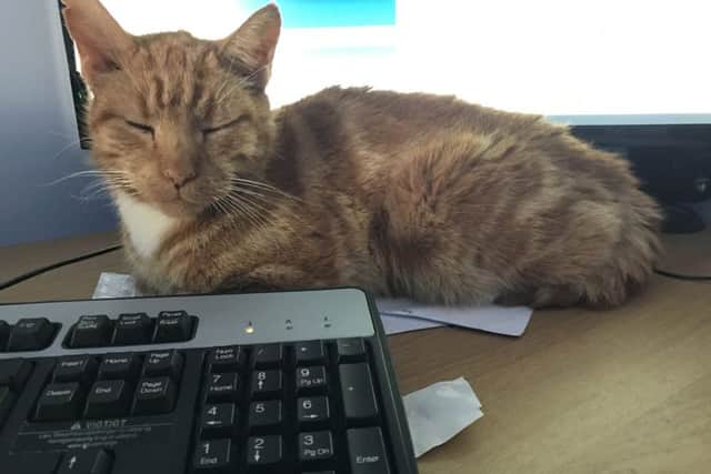 Frank was rehomed by Yorkshire Pet Rescue