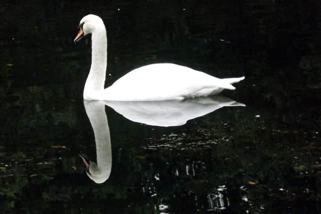 From: Richard Hebblewhite 
Date: 4 October 2016 at 10:40
Subject: Picture of a swan
To: newsdesk@halifaxcourier.co.uk


Dear Sir/Madam,

Please find attached a picture of a reflective swan, taken at Shibden  Park.

Regards,
Richard Hebblewhite