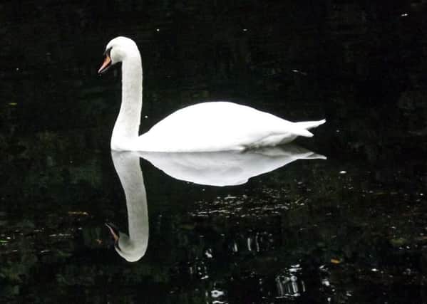 From: Richard Hebblewhite 
Date: 4 October 2016 at 10:40
Subject: Picture of a swan
To: newsdesk@halifaxcourier.co.uk


Dear Sir/Madam,

Please find attached a picture of a reflective swan, taken at Shibden  Park.

Regards,
Richard Hebblewhite