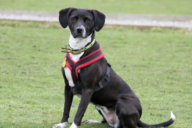 Lara is now ready for adoption