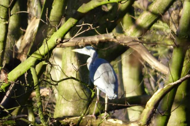 The bird was a regular sight for residents living near West Leeds Country Park.