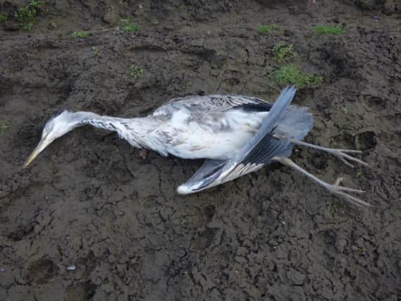 The heron was found dead near Burley Goit yesterday morning.
