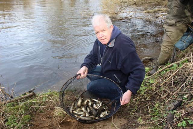 Leeds & District's Dave Bonsels says goodbye to a few of his baby barbel before releasing them to the River Nidd.