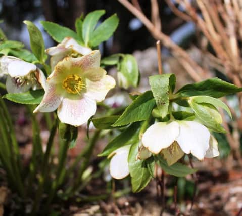 SOMETHING SPECIAL: Hellebores have so much to offer the garden.