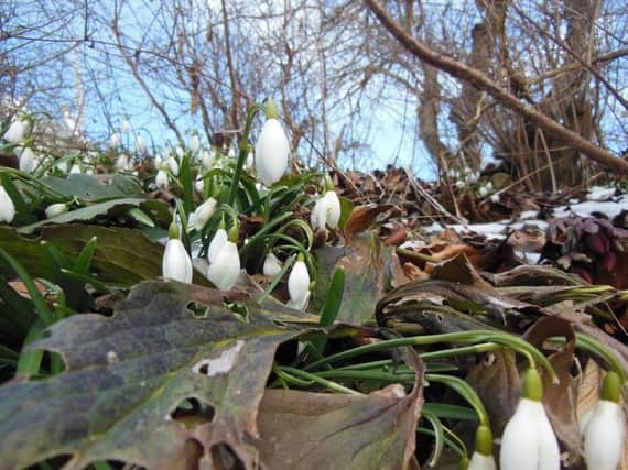 Snowdrops are leading the charge into spring.