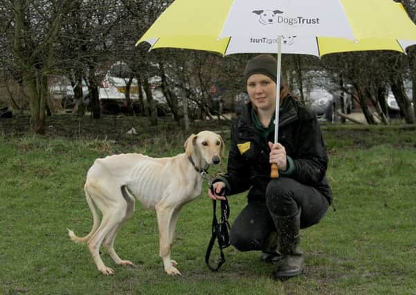 Rain. By Kevin Johnson for Dogs Trust Leeds .