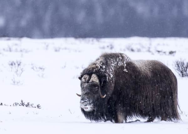 A male musk ox in Dovrefjell National Park, Trondelag, Norway. PIC: PA