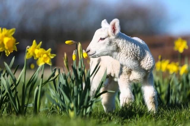 SAFE AND WOOL: Baarnaby the lamb at Whitby Wildlife Sanctuary. PIC: Ceri Oakes