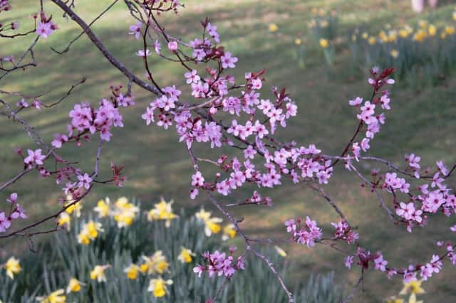 PLUM LINE: The purple-leaved plum has found a place in the hearts of many gardeners.