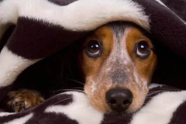 Dog owners warned after case of deadly flesh-eating disease is confirmed.