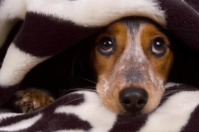 Alabama rot has been found in the UK several times