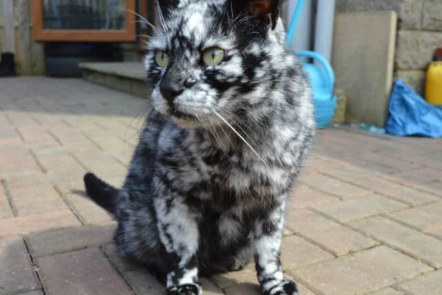 Scrappy passed away yesterday.