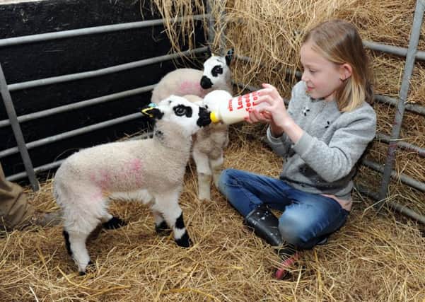 Easter babies at Home Farm Temple Newsham, Leeds. Paiton Cope, seven, helps feed the baby lambs. PICTURES: Steve Riding