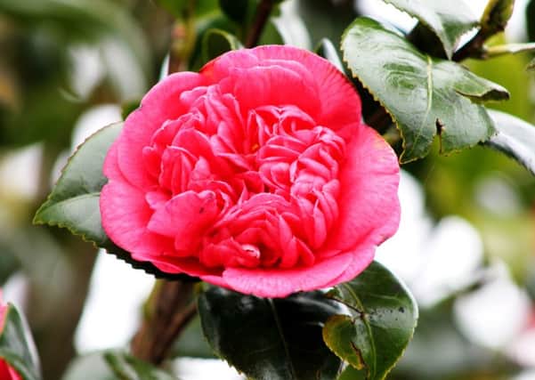 IN THE PINK: Spring likes to make the most of camellias and their peony-like flowers.