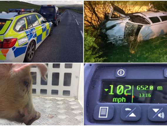 Police have seized cars, dealt with big smashes and caught an escaped pig out on the roads of Leeds & West Yorkshire this week