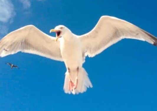 l