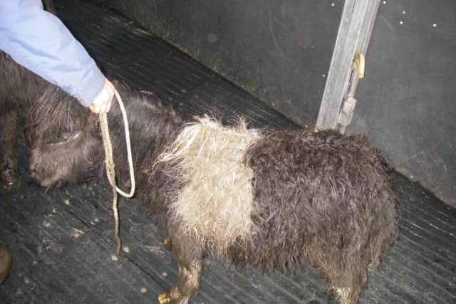 Parish councillor Amanda Ann Munro, 54, has been banned from owning equines after being found guilty of causing unnecessary suffering to her three Shetland ponies.