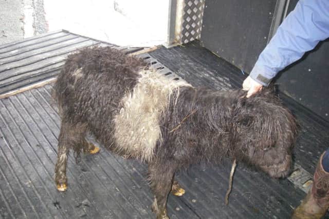 Parish councillor Amanda Ann Munro, 54, has been banned from owning equines after being found guilty of causing unnecessary suffering to her three Shetland ponies.