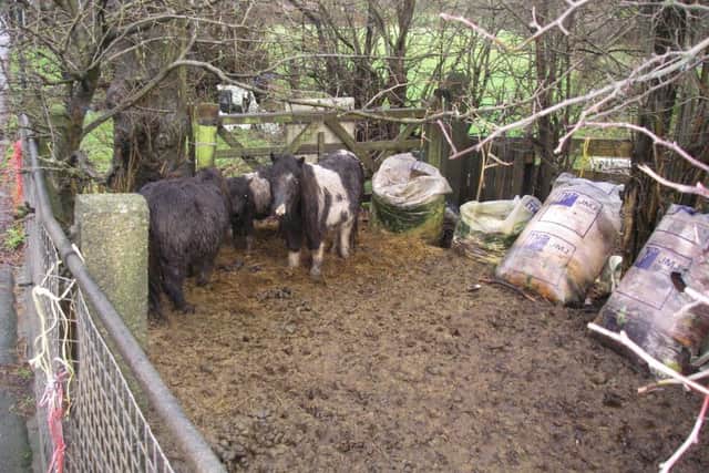 Parish councillor Amanda Ann Munro, 54, has been banned from owning equines after being found guilty of causing unnecessary suffering to her three Shetland ponies.