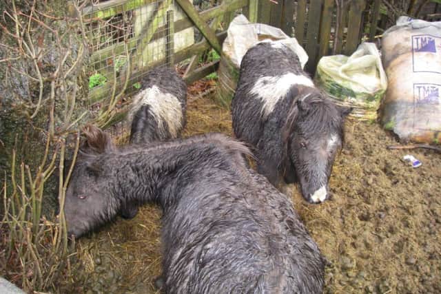 Parish councillor Amanda Ann Munro, 54, has been banned from owning equines after being found guilty of causing unnecessary suffering to her three Shetland ponies.