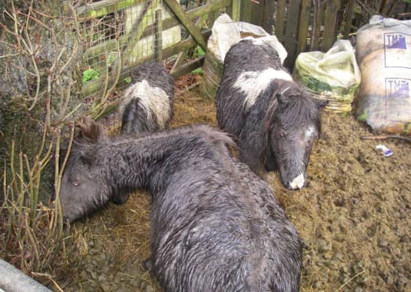 Parish councillor Amanda Ann Munro, 54, has been banned from owning equines after being found guilty of causing unnecessary suffering to her three Shetland ponies.