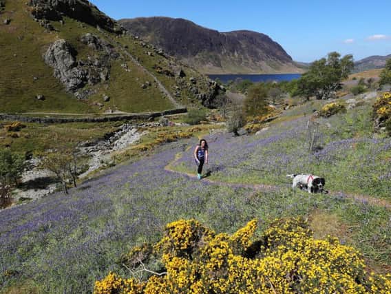 Natalie Coates from Drifield in East Yorkshire walks through a patch of Bluebells at Rannerdale Knott in the Lake District.