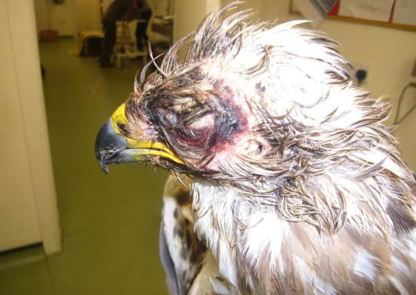 A picture of the injured buzzard.