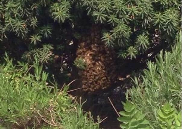 The swarm that gathered in a bush in Wakefield city centre. (photo by Lauren Woods)