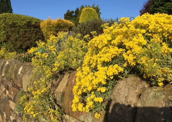 SOLID GOLD: Alyssum is a favourite 
choice for rockeries and sunny walls.