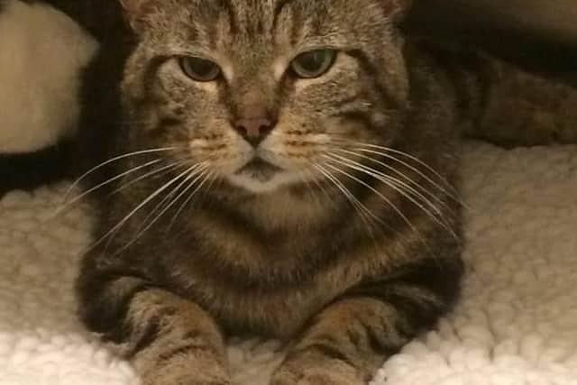 One of the dumped cats