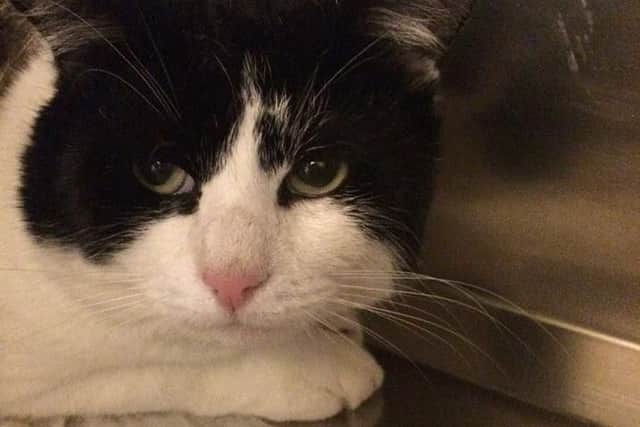 One of the dumped cats